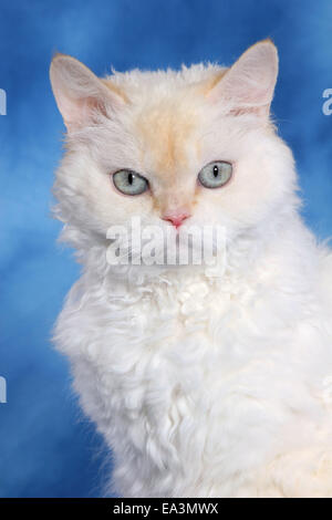 Selkirk Rex Stock Photo