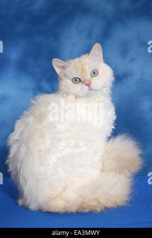 Selkirk Rex Stock Photo