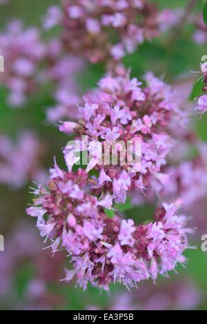 Oregano - Wild marjoram (Origanum vulgare) flowering in summer Stock Photo