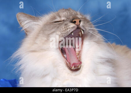 yawning cat Stock Photo