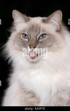 Birman Cat portrait studio Stock Photo - Alamy