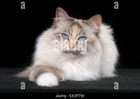 lying sacred birman Stock Photo