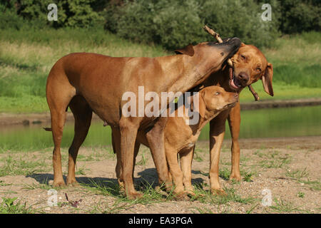 playing Rhodesian Ridgebacks Stock Photo