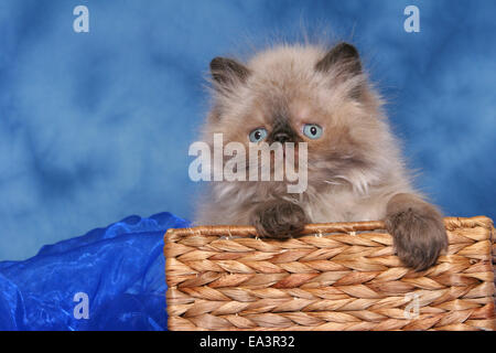 persian kitten in basket Stock Photo