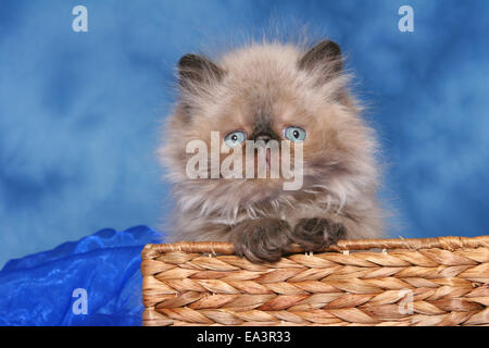 persian kitten in basket Stock Photo