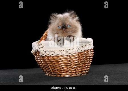 persian kitten in basket Stock Photo
