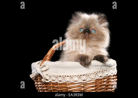 persian kitten in basket Stock Photo