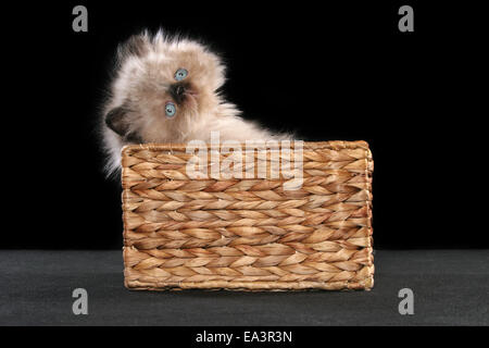 persian kitten in basket Stock Photo