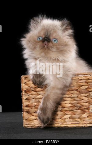 persian kitten in basket Stock Photo