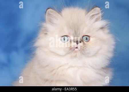 persian kitten Stock Photo