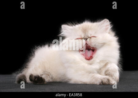 yawning persian kitten Stock Photo