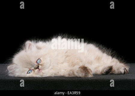 persian kitten Stock Photo