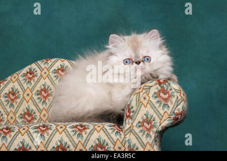 persian kitten on sofa Stock Photo