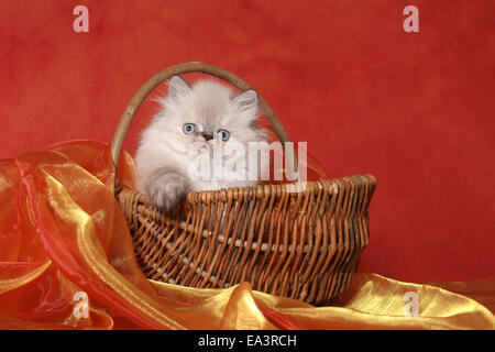 persian kitten in basket Stock Photo