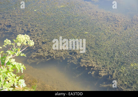 Canadian waterweed Stock Photo