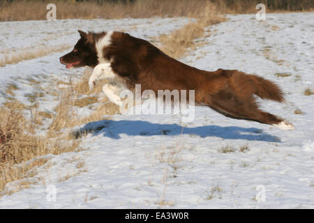 Border Collie in snow Stock Photo