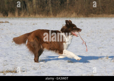 Border Collie in snow Stock Photo