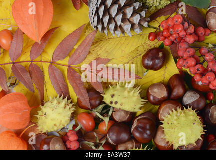 Chestnuts on autumn leaves Stock Photo