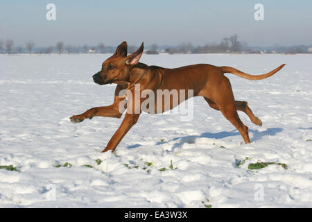 Rhodesian Ridgeback running in snow outside Stock Photo - Alamy
