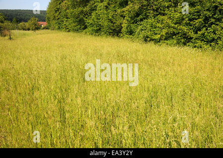 Golden oat grass Stock Photo