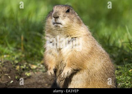 black-tailed prairie dog Stock Photo