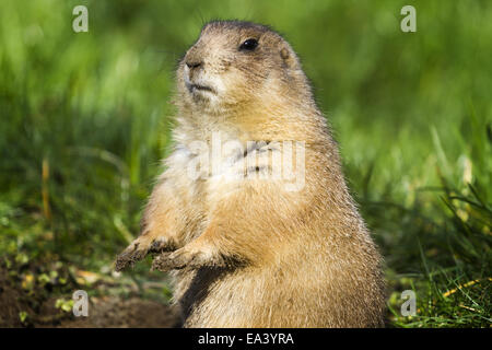 black-tailed prairie dog Stock Photo