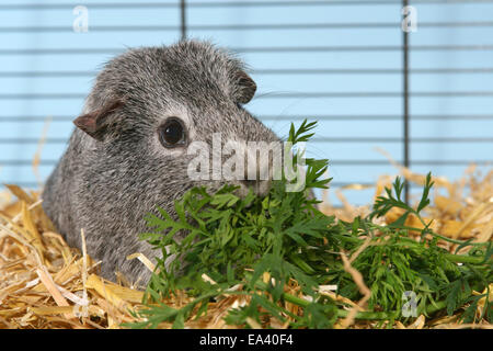 guinea pig in cage Stock Photo