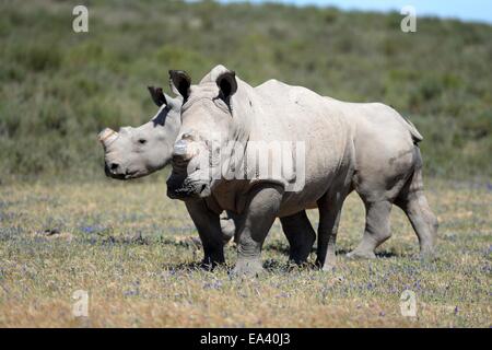 A shot of rhinos in captivity Stock Photo