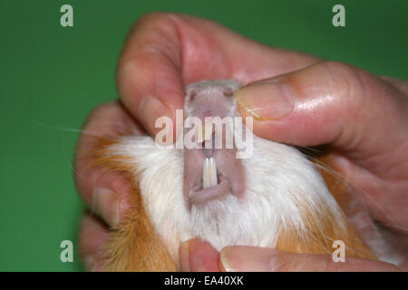 teeth control guinea pig Stock Photo
