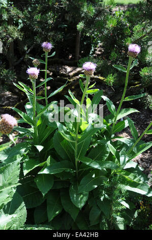 Giant scabiosa Stock Photo