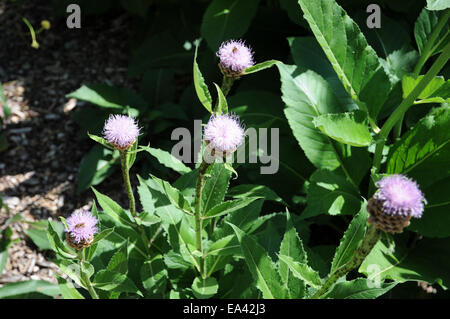 Giant scabiosa Stock Photo