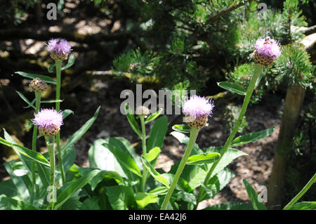 Giant scabiosa Stock Photo