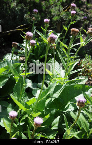 Giant scabiosa Stock Photo