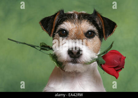 Parson Russell Terrier with rose Stock Photo