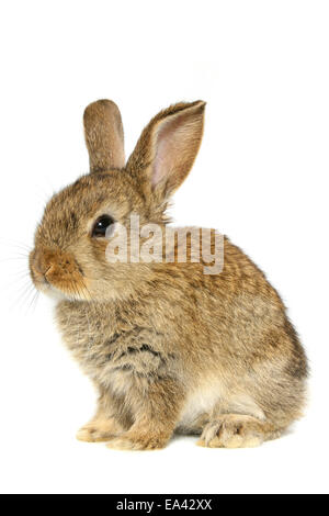 young dwarf rabbit Stock Photo