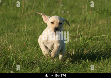 Labrador Retriever Puppy Stock Photo