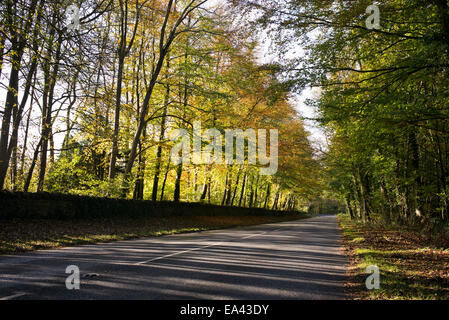 Sunlight through beech trees along a road in the cotswolds in autumn. UK Stock Photo