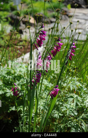 Marsh gladiolus Stock Photo