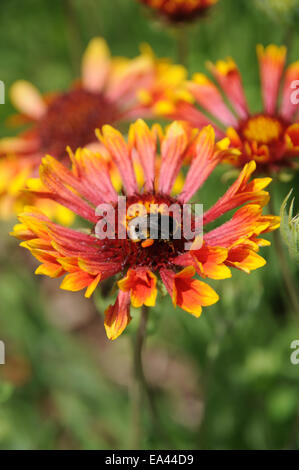 Blanket flower Stock Photo
