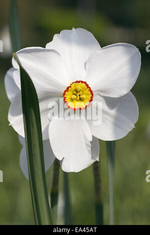 Narcissus poeticus Stock Photo
