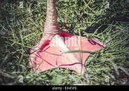 detail flamingo leg resting on the grass Stock Photo