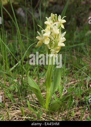 Orchis pallens, the Pale-flowered orchid Stock Photo