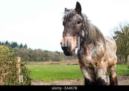 Cute but wild looking horse in a meadow in Brabant countryside in The Netherlands Stock Photo
