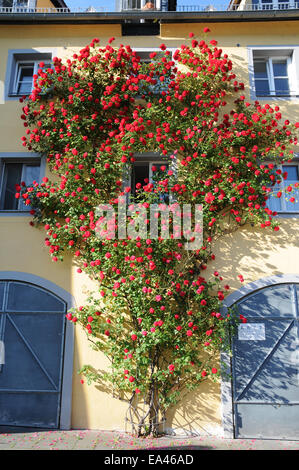 Climber rose Stock Photo