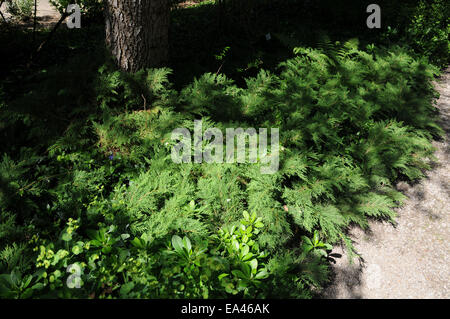 Siberian arbor-vitae Stock Photo