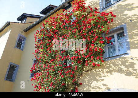 Climber rose Stock Photo