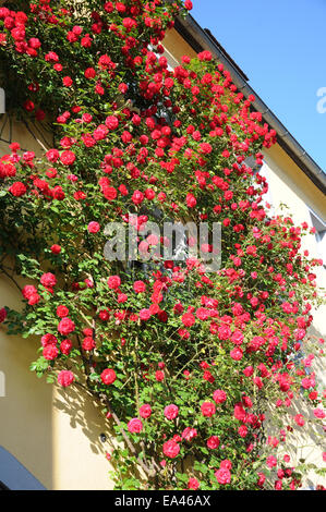 Climber rose Stock Photo