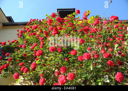 Climber rose Stock Photo