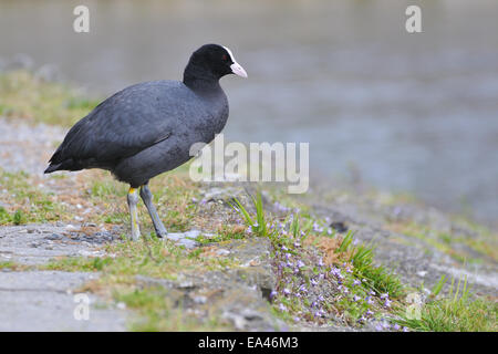 Black Coot Stock Photo