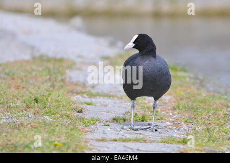 Black Coot Stock Photo